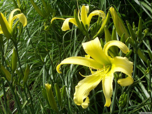 Картинка цветы лилии лилейники