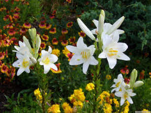 Картинка цветы лилии лилейники