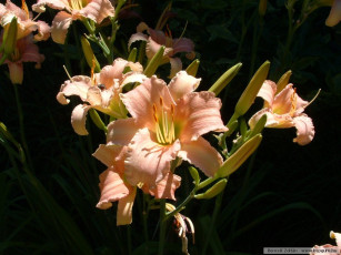 Картинка цветы лилии лилейники