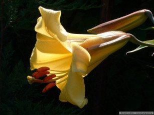 Картинка цветы лилии лилейники