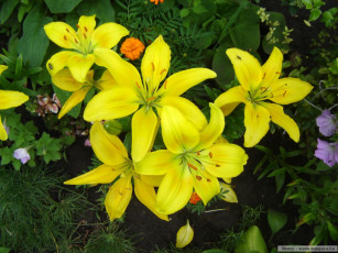 Картинка цветы лилии лилейники