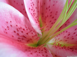 Картинка цветы лилии лилейники