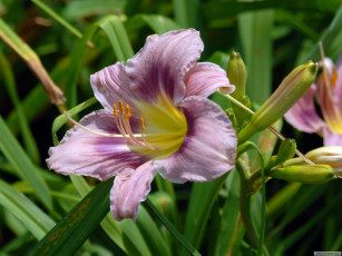 Картинка цветы лилии лилейники