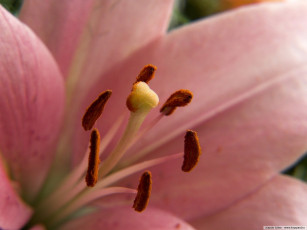 Картинка цветы лилии лилейники