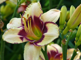 Картинка цветы лилии лилейники