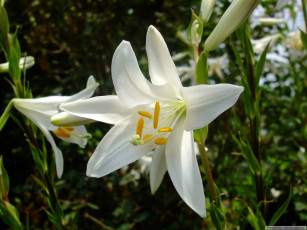 Картинка цветы лилии лилейники