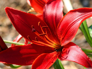 Картинка цветы лилии лилейники