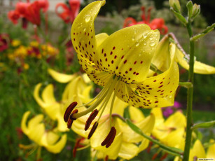 Картинка цветы лилии лилейники