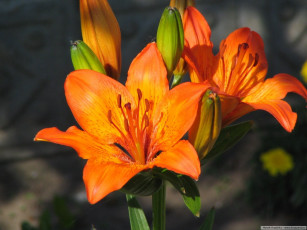 Картинка цветы лилии лилейники