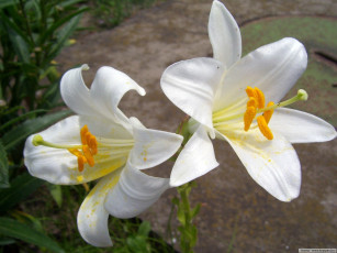 Картинка цветы лилии лилейники