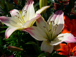 Картинка цветы лилии лилейники