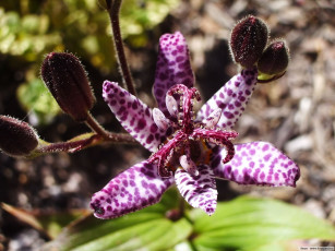 Картинка цветы орхидеи