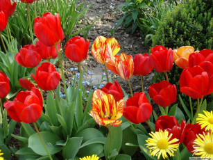 Картинка цветы тюльпаны