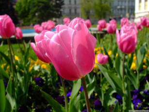 Картинка цветы тюльпаны