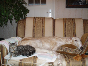 Картинка животные разные вместе