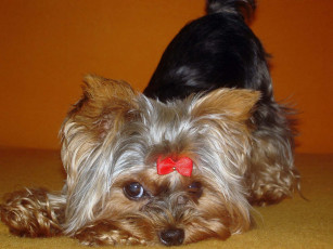 Картинка животные собаки