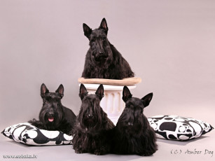 Картинка животные собаки