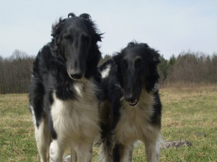 Картинка животные собаки