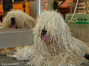 Картинка животные собаки