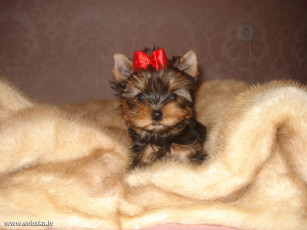 Картинка животные собаки