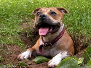 Картинка животные собаки