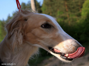 Картинка животные собаки