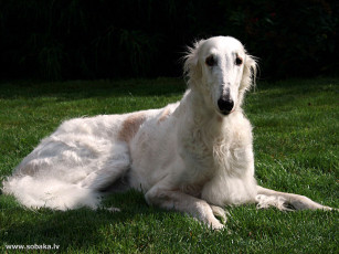 Картинка животные собаки