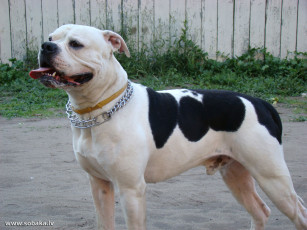 Картинка животные собаки