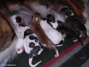 Картинка животные собаки