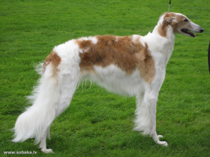 Картинка животные собаки