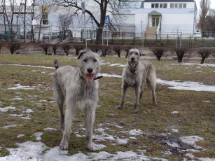 Картинка животные собаки