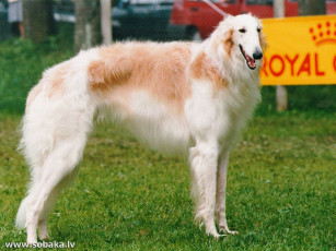 Картинка животные собаки