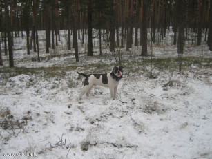 Картинка животные собаки