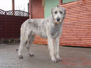 Картинка животные собаки