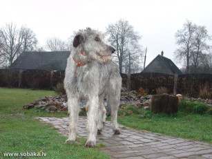 Картинка животные собаки