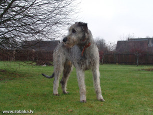 Картинка животные собаки