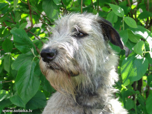 Картинка животные собаки