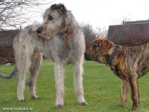 Картинка животные собаки