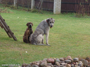 Картинка животные собаки