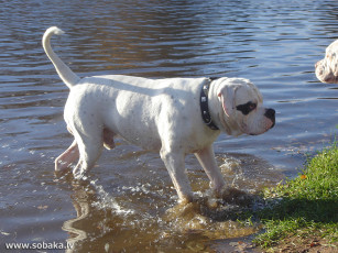 Картинка животные собаки