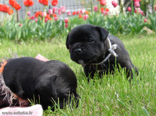 Картинка животные собаки