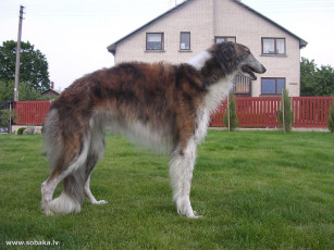 Картинка животные собаки