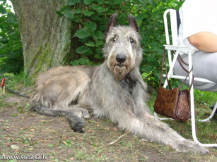 Картинка животные собаки