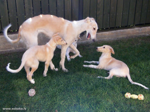 Картинка животные собаки