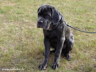 Картинка животные собаки