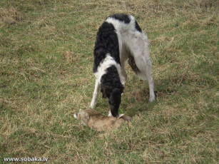 Картинка животные собаки