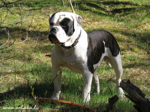 Картинка животные собаки