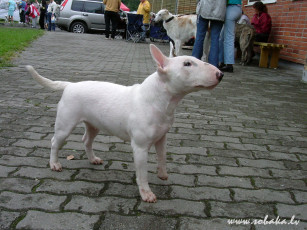 Картинка животные собаки