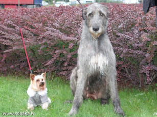 Картинка животные собаки