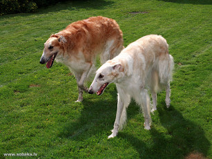 Картинка животные собаки